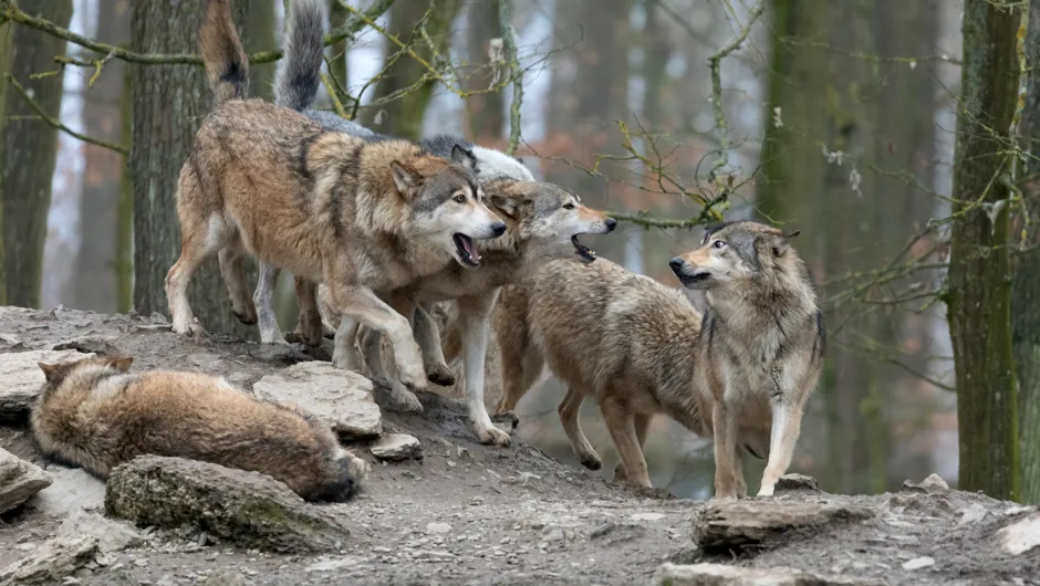 Wolf